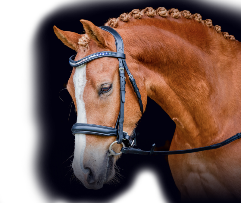 Chestnut Horse With Bridle