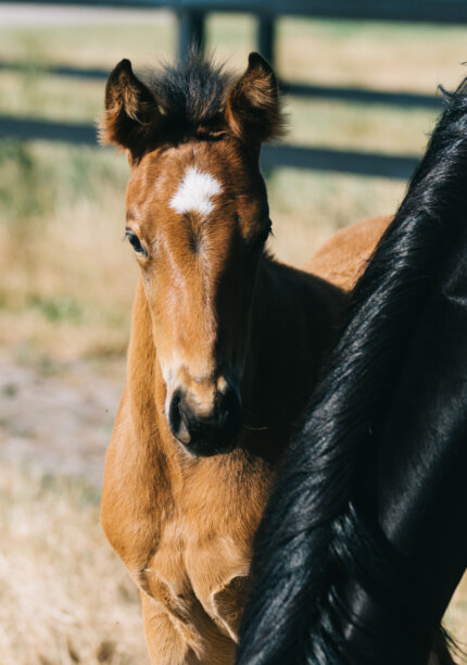 Foal with Mother