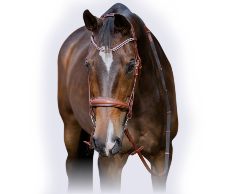 Bay Horse With Bridle