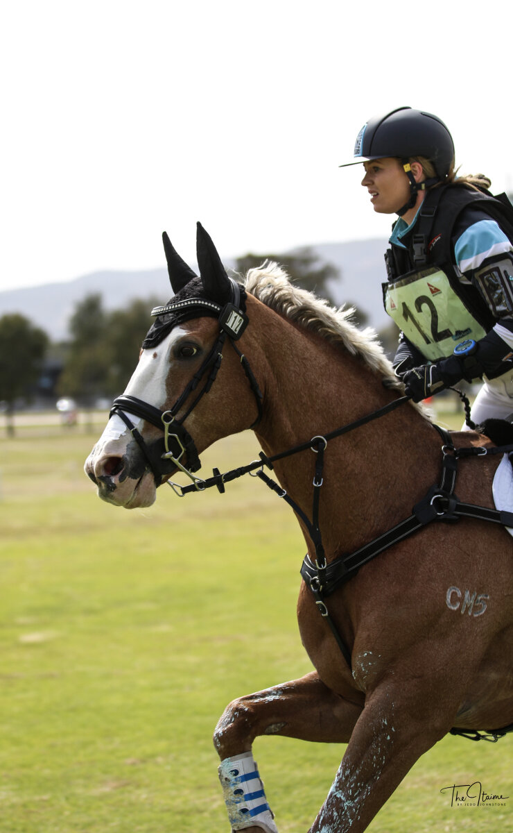 Cross Country Horse
