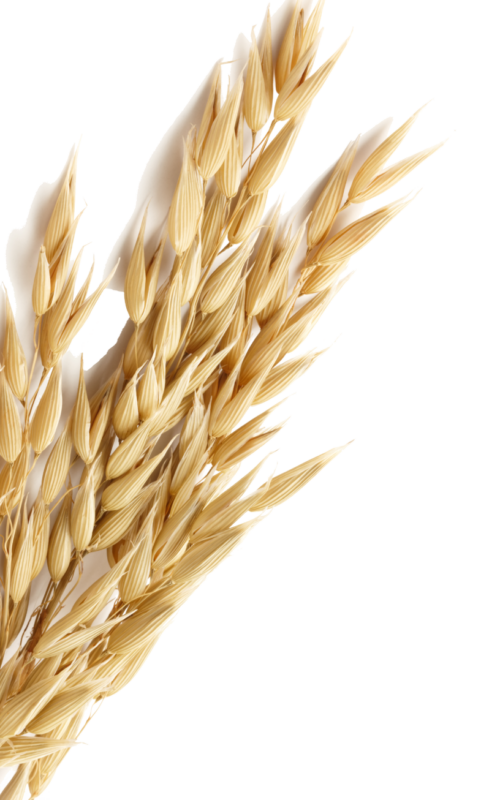Wheat