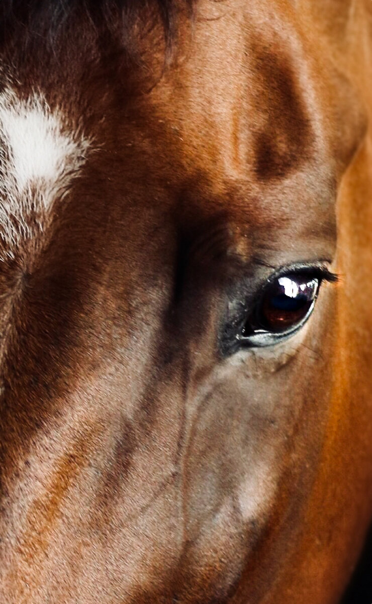 Horse Head
