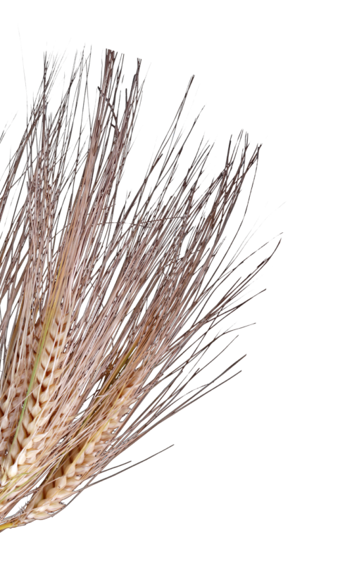 Wheat