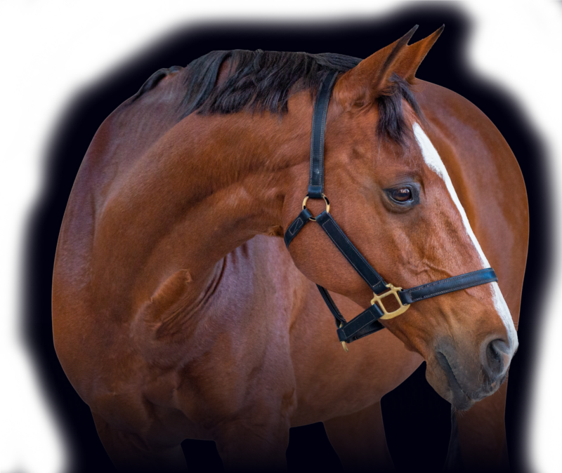 Bay Horse With Bridle