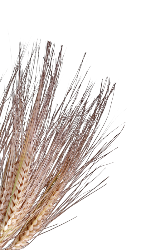 Wheat