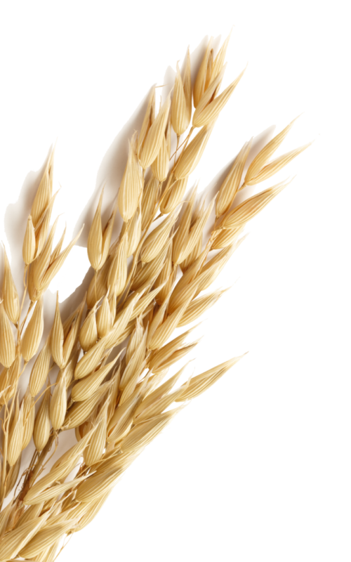 Wheat